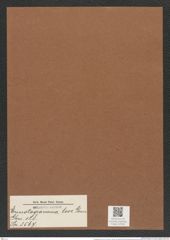 Eunotogramma leve Grun. (de-Toni-Nr.: Genus 128, Species 3567) Zeichnungen Sammlung Grunow Mappe 03734 (Herbarium_W_Grunow_drawings_Folder_03734)